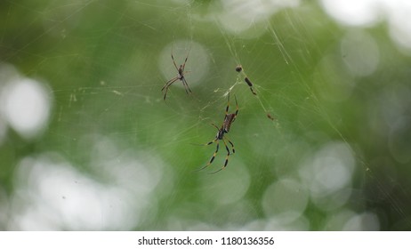 2 spiders on web
