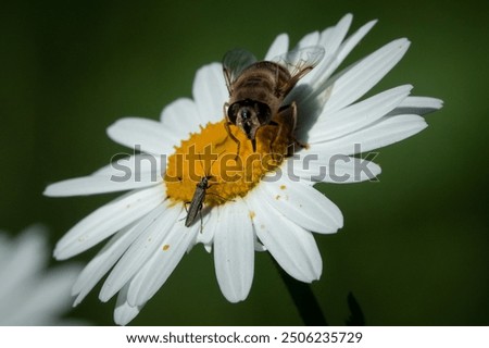 Similar – Image, Stock Photo Bee Nature Plant Animal