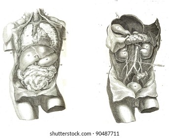 2 Views of the human torso, muscles and internal organs  from The anatomy of the human body by  William Cheselden in 1763.