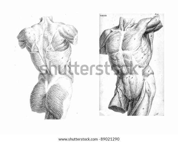2 Views Human Torso Muscles Internal Stock Photo Edit Now 89021290