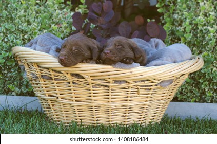 2 Week Old Chocolate Lab Puppies