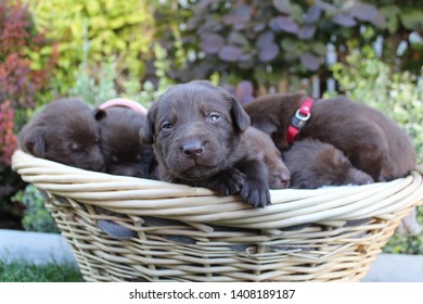 2 Week Old Chocolate Lab Puppy Siblings 