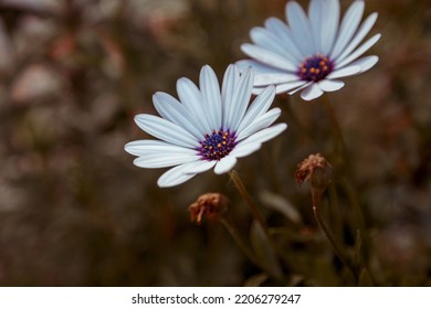 2 White Delicate Flowers Close-up. Muted Tones. Autumn Flowers