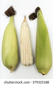 2 White Maize with leaves and 1 without  leaves produced in Mexico organic or transgenic isolated on white Front View