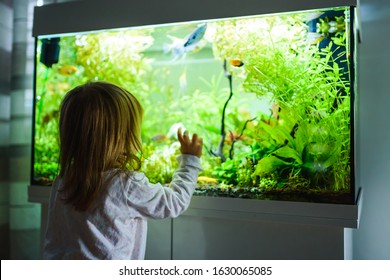 2 year old child indoors watching fish swiming in big fish tank, aquarium. Aquaria concept.