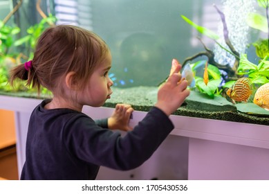2 year old child indoors watching fish swiming in big fish tank, aquarium. Aquaria concept. Selective focus