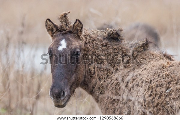 2 Year Old Konik Horse Stock Photo Edit Now 1290568666