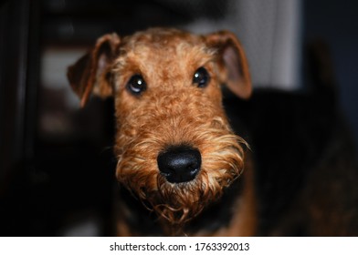 2 Years Old Airdale Terrier