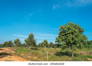 Musang Images, Stock Photos u0026 Vectors  Shutterstock