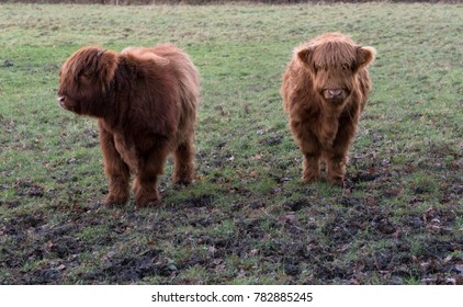 2 young highland cows