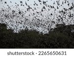 20 million Mexican free-tailed bats emerge from Bracken cave each evening to feed on insects and pollinate through the night. 