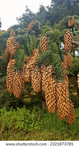 20 spruce pinecones hang from a single evergreen branch, macro