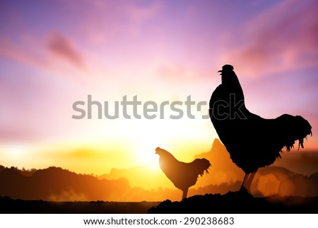 2017 new year concept, chicken silhouette in sunrise