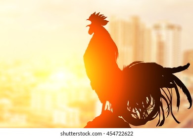 2017 new year concept,Silhouette of  Rooster chicken cockcrow on morning top view city