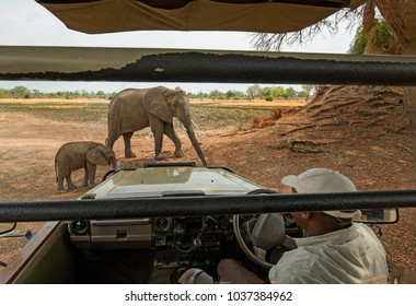 2017, South Luangwa, Zambia.African Elephants Standing Close To A Safari Truck While The Guide Stays Alert Incase He Has To Move Quickly. The Elephants Are Relaxed As They Are Used To Vehicles