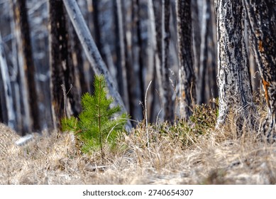 A 2017 wildfire devastated almost 40 percent of the forest area of Southern Alberta's Waterton Lakes National Park, and natural regrowth is well underway.