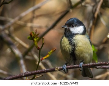 2017/05/03 - Extremely detailed closeup of beautiful Great Tit (parus major) sitting on branch looking straight at wildlife photographer Magnus Borg, quadriplegic and paralyzed from neck down. 