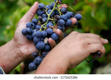 2018 September- 05. On the Canary Island of El Hierro grape harvest begins.