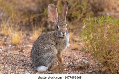 2019 Desert Cottontail Rabbit in Sonoran Desert