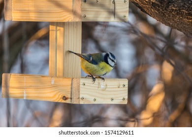 2019.01.09, Moscow, Russia. Eurasian blue tit eating food in a wooden manger in a winter park. Birds life in the city in winter season.