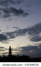 2019-04-01 Moon Over Pines On Kauai Sunrise