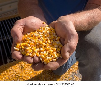 2020 Corn Harvest, Fairmont, Minnesota. Midwest Farmer Chuck Patsche Holds Just Harvested Corn In His Hands. The Corn Will Be Used To Produce Biofuels And Animal Feed.