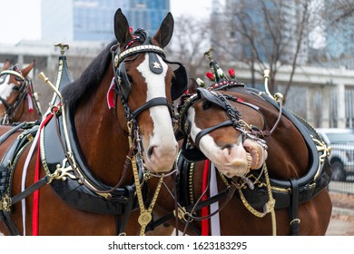 2020 Nashville Christmas Parade With The Budweiser Clydesdale Horses.