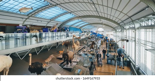 2020.01.26. Brussels,Belgium - Prepared Exhibited Animals In A Museum