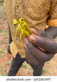 2020-02-14 Kiaruni, Kenya. A man shows two mature desert locust, part of a swarm which destroyed the crop in his village