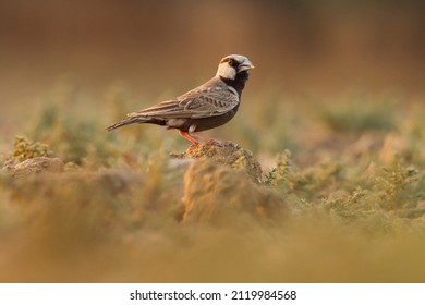  2021 : Ashy crowned sparrow lark on ground. The ashy-crowned sparrow-lark is a small sparrow-sized member of the lark family. Eremopterix griseus.