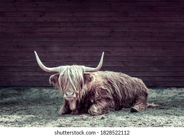 Boeuf Images Photos Et Images Vectorielles De Stock Shutterstock