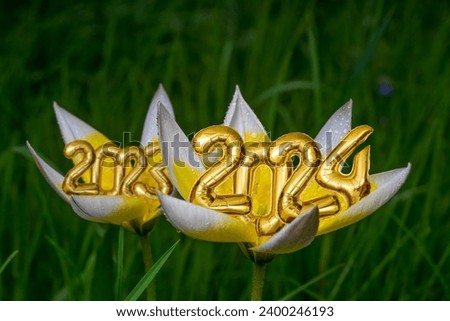 2024 and 2023 tin foil balloons numbers in 2 tulipa tarda opening flowers, in grass background with water drops