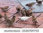 2024 Aug 24,Hong Kong. A rare albino sparrow appears in the city