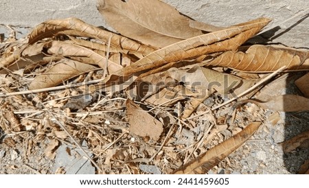 #2024, #details, #latest, #leaf, #nature, #new, #old, #pattern, #texture, Dry Leaf, abstract, aged, antique, architecture, art, backdrop, background, brown, building, clean, close up, closet, closeup,