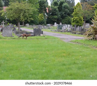 21 August 2021 - Alperton UK: Fox Running In Alperton Cemetery With Copyspace