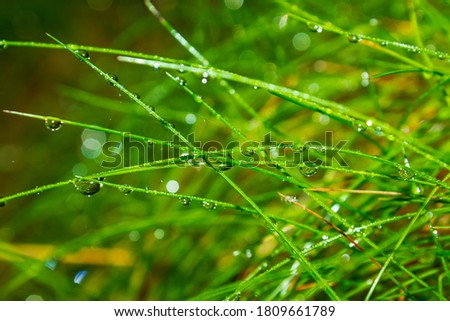 2:1 magnification on grass after rain