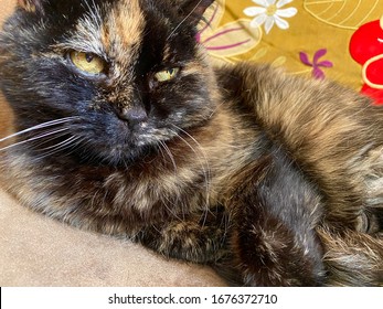 21 Year Old Tortoise Shell Cat Relaxing.