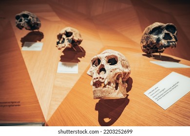 22 July 2022, Dusseldorf, Germany: Reconstruction Of The Skull From Neanderthal People In Museum