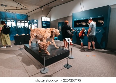 22 July 2022, Dusseldorf, Germany:  Visitors At The Exhibition Stuffed Cats In The Museum