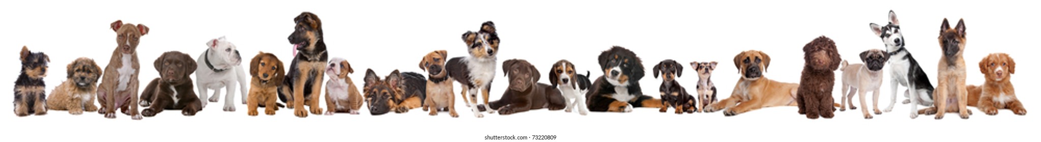 22 puppy dogs in a row in front of a white background