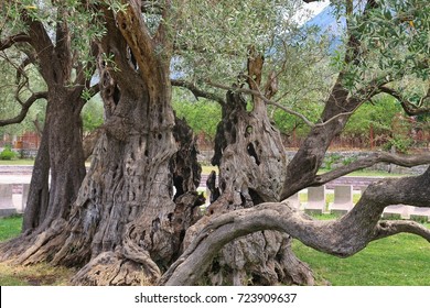 2242 years old olive tree: Stara Maslina in Old Bar, Montenegro. It is thought to be the oldest tree in Europe and is a tourist attraction. Southeast Europe.
