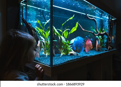2-3 year old child watching fish swiming in big fishtank, aquarium. Hobby concept