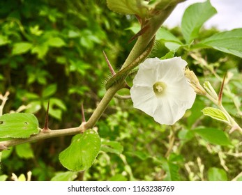 24 August 2018 1000 Hours At Giglana Neemrana Rajasthan In India. A Very Beautiful White Flower.