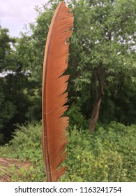 24 August 2018 1000 Hours At Giglana Neemrana Rajasthan In India. Found Feather.