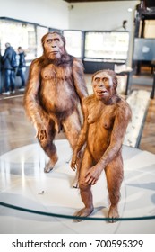 24 MARCH 2017, VIENNA, MUSEUM OF NATURAL HISTORY, AUSTRIA: Two Ancient Prehistoric Man Male And Female Neanderthal Man Demonstrate The Theory Of Evolution Of Darwin