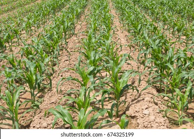 25 Days Of Corn Growth Stages, Corn Field