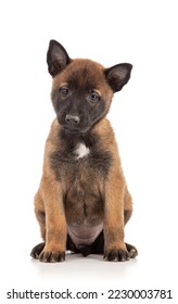 2.5 month old malinois shepherd puppy sitting on white background - Shutterstock ID 2230003781