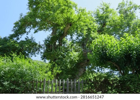 2500 years old plane tree (platanus) in Crete, Greece
