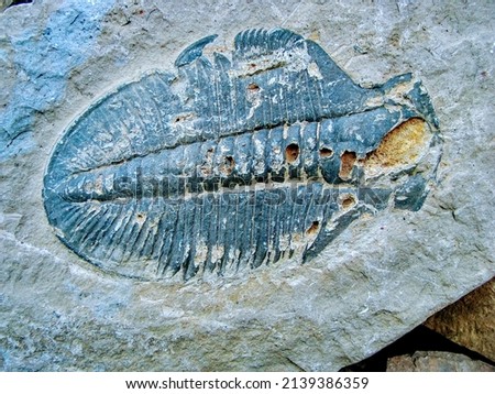 270 million Years Old Trilobite fossil, Burgess Shale, Yoho National Park, British Columbia, Canada