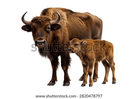 28 Buffalo And Calf With Calf Facing Camera A Ph Isolated On White Background